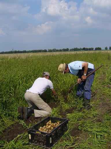 oogsten aardappelen